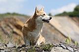 CORGI PEMBROKE 438